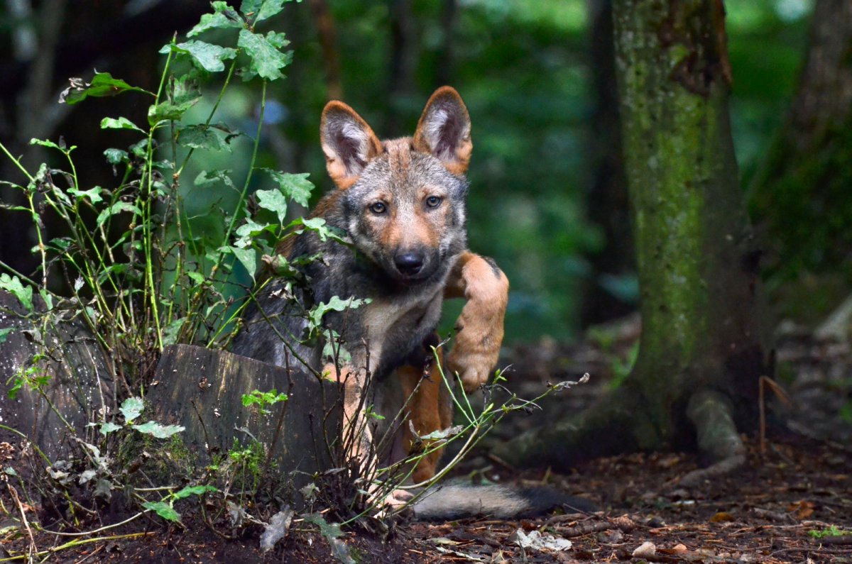 Койот Шакал и волк лиса собака