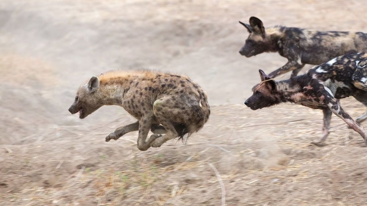 Волка жалко