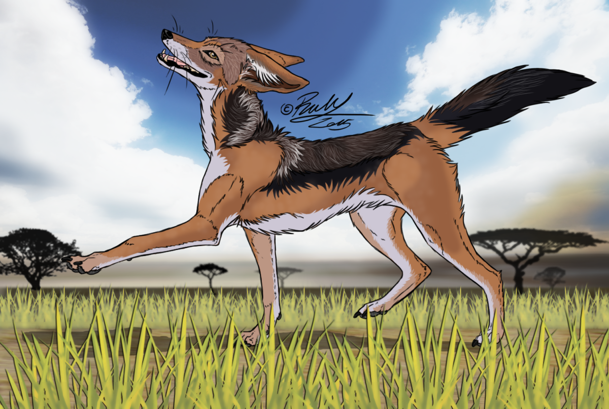 Шакалы в Ростовской области