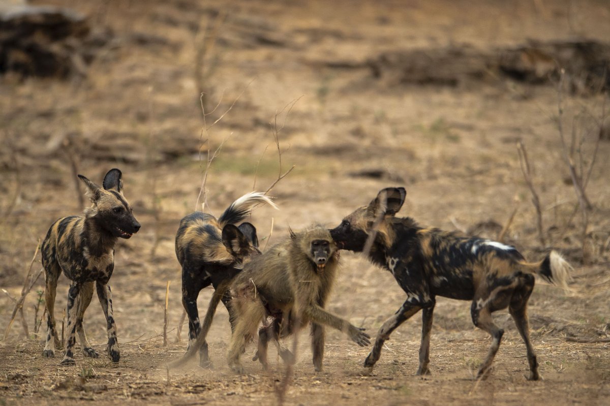 Собака похожая на шакала