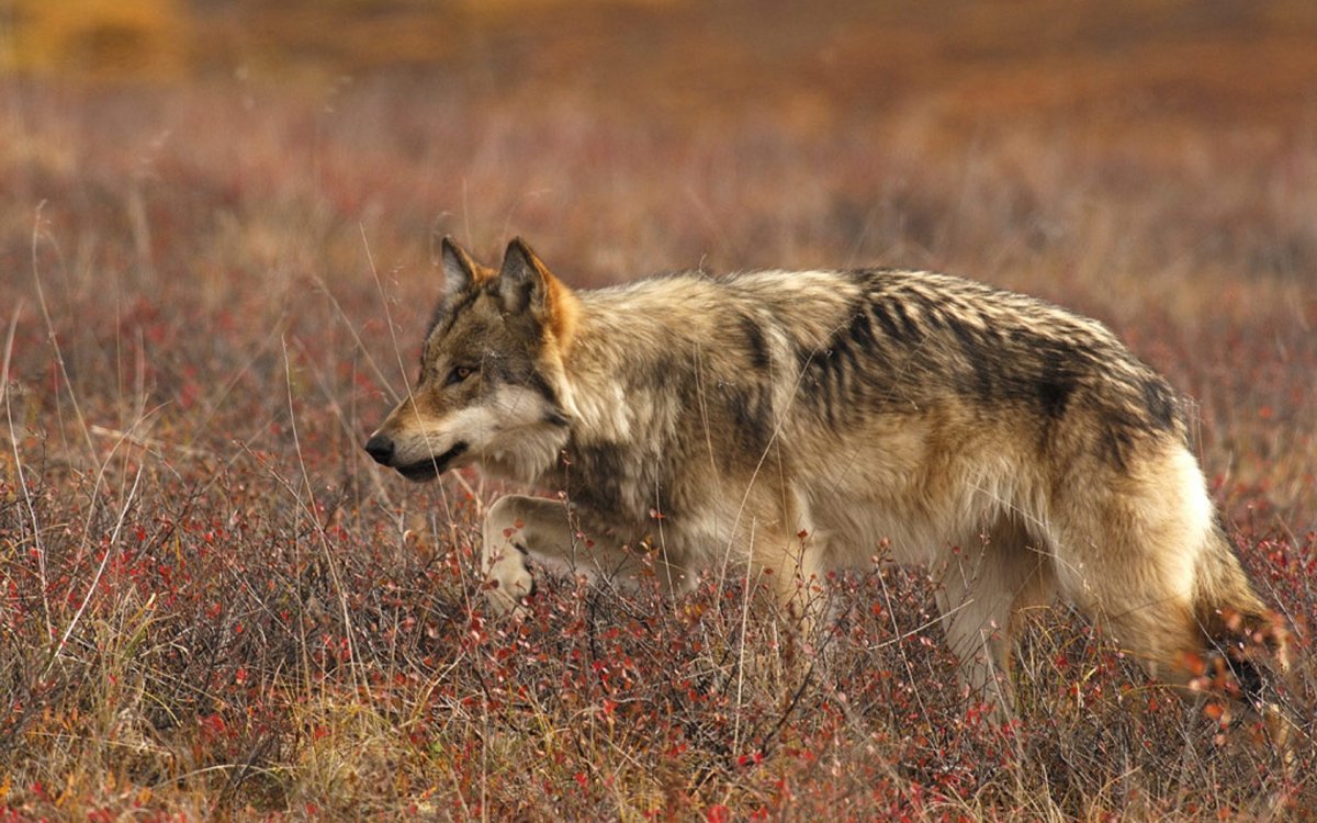 Гиеновидная гиена