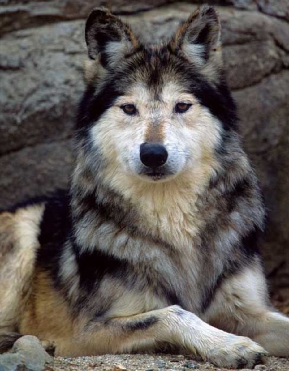 Чихуахуа гиена