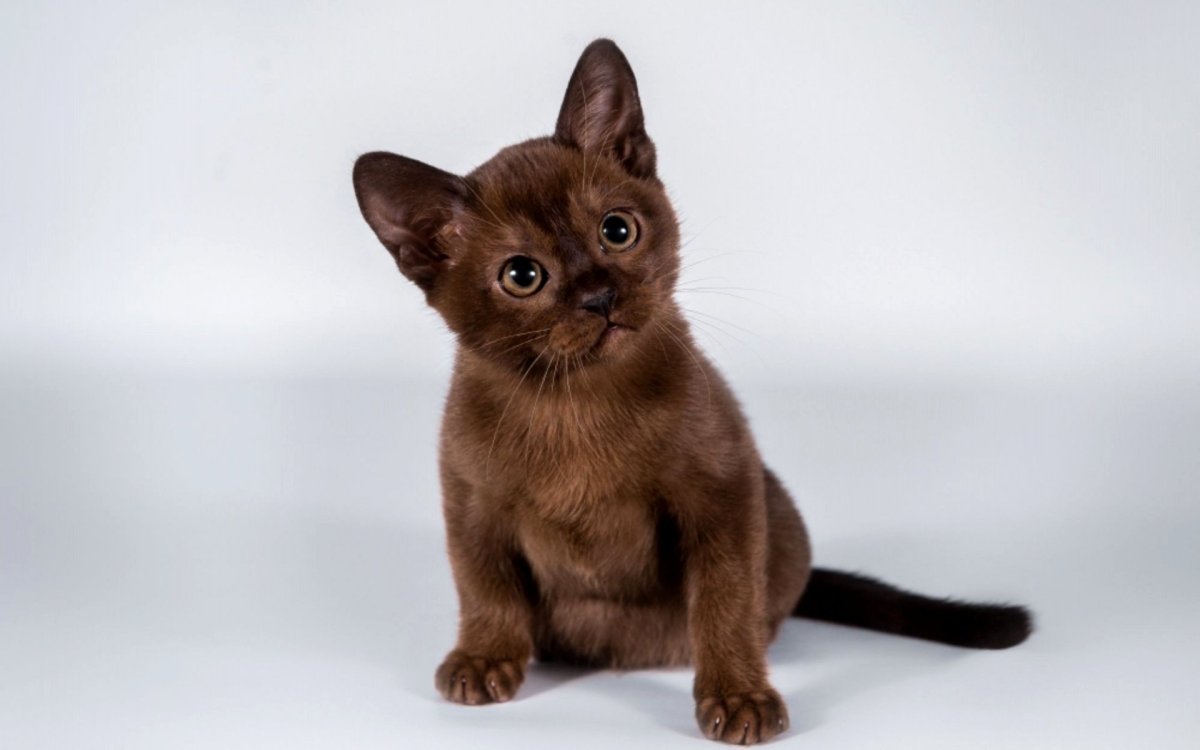 Европейская Бурма окрас Соболь