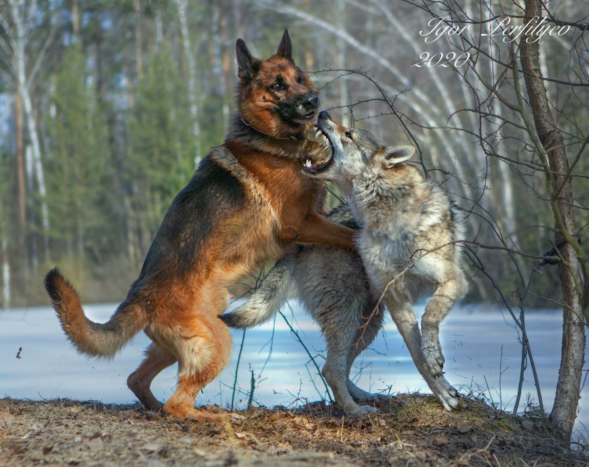 Жеводанский зверь волк аниме