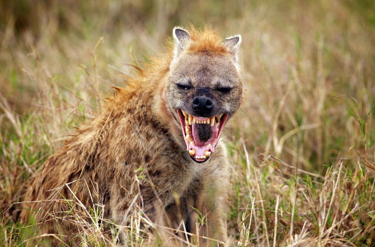 Койот Степной волк