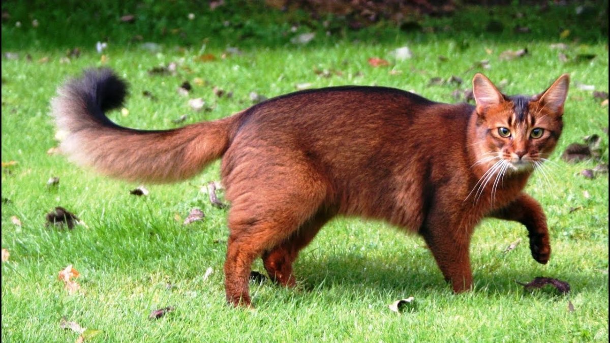 Сомалийская кошка рыжая