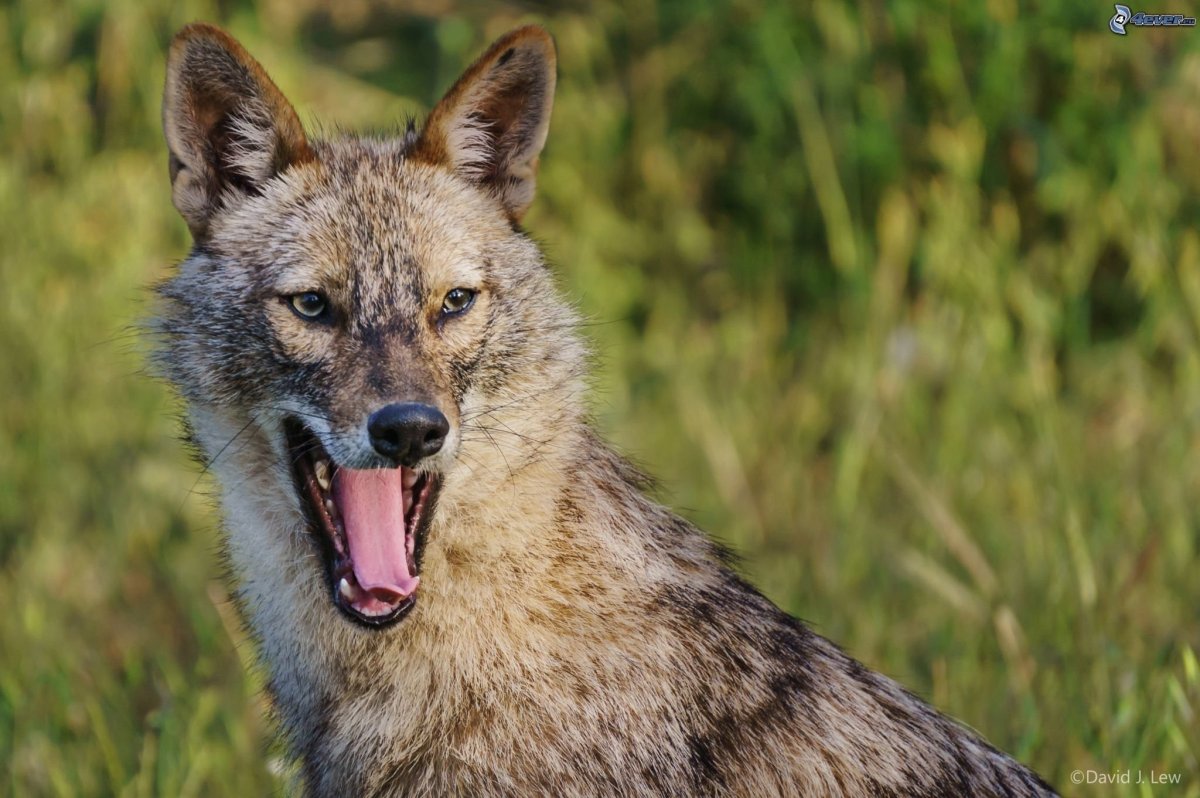 Стая злых Волков