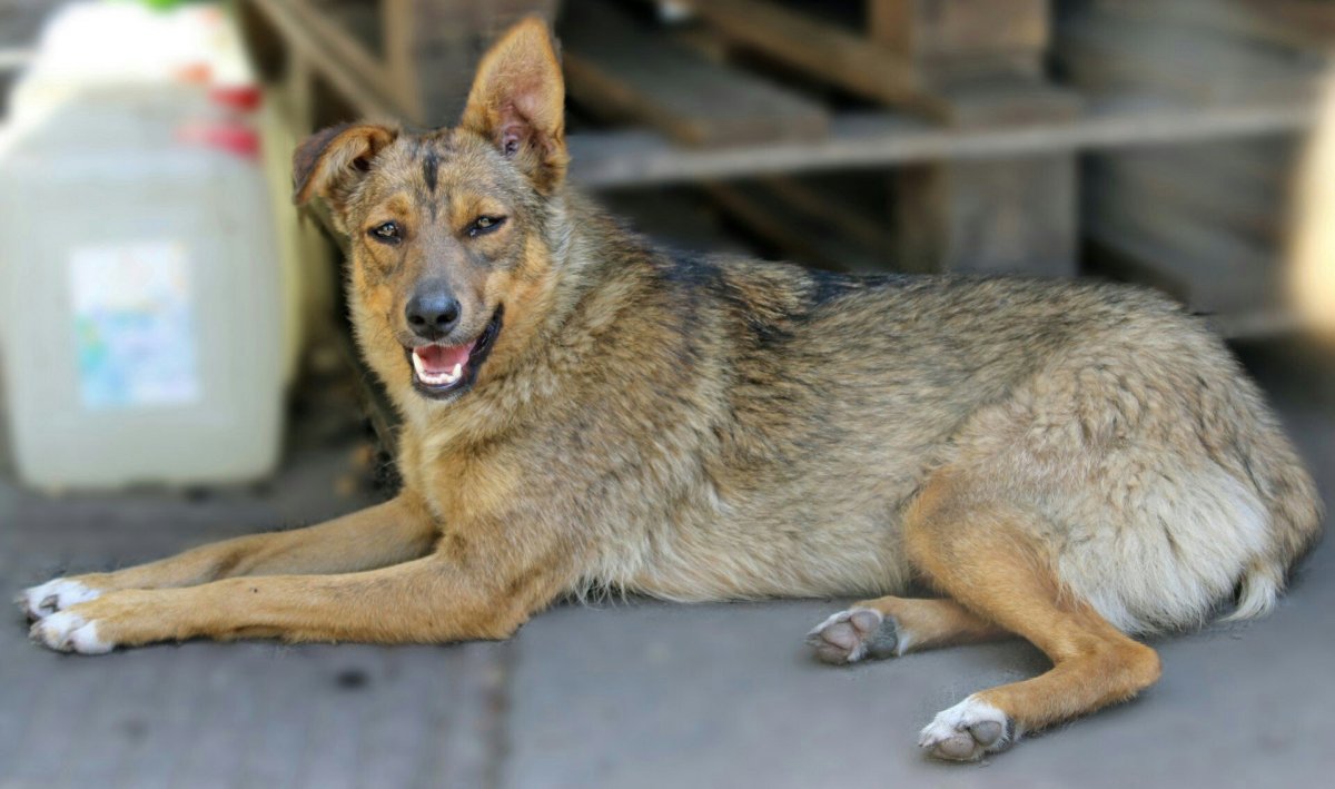 Травяной волк