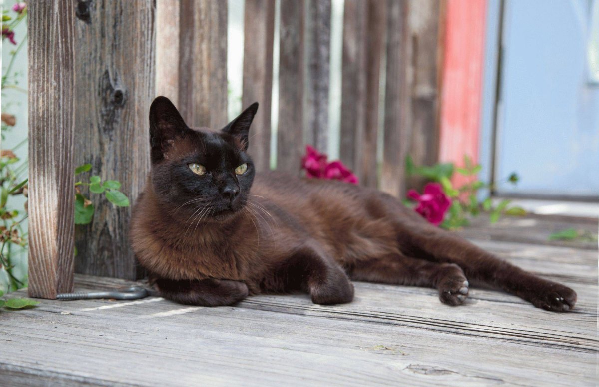 Черная кошка порода Бурманская