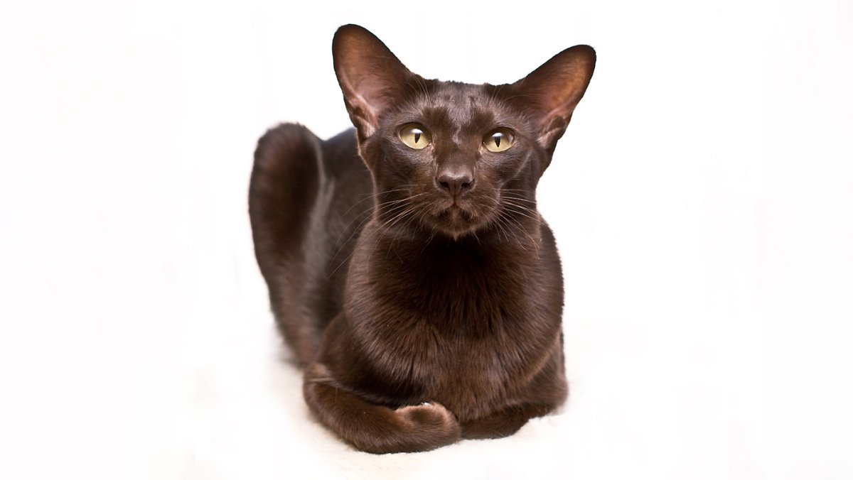 Ориентал окрас Гавана