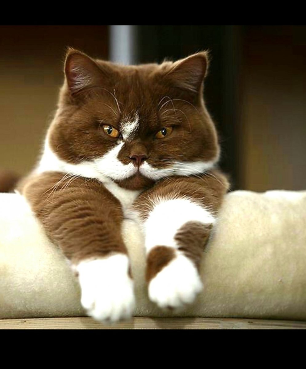 Британский кот циннамон биколор