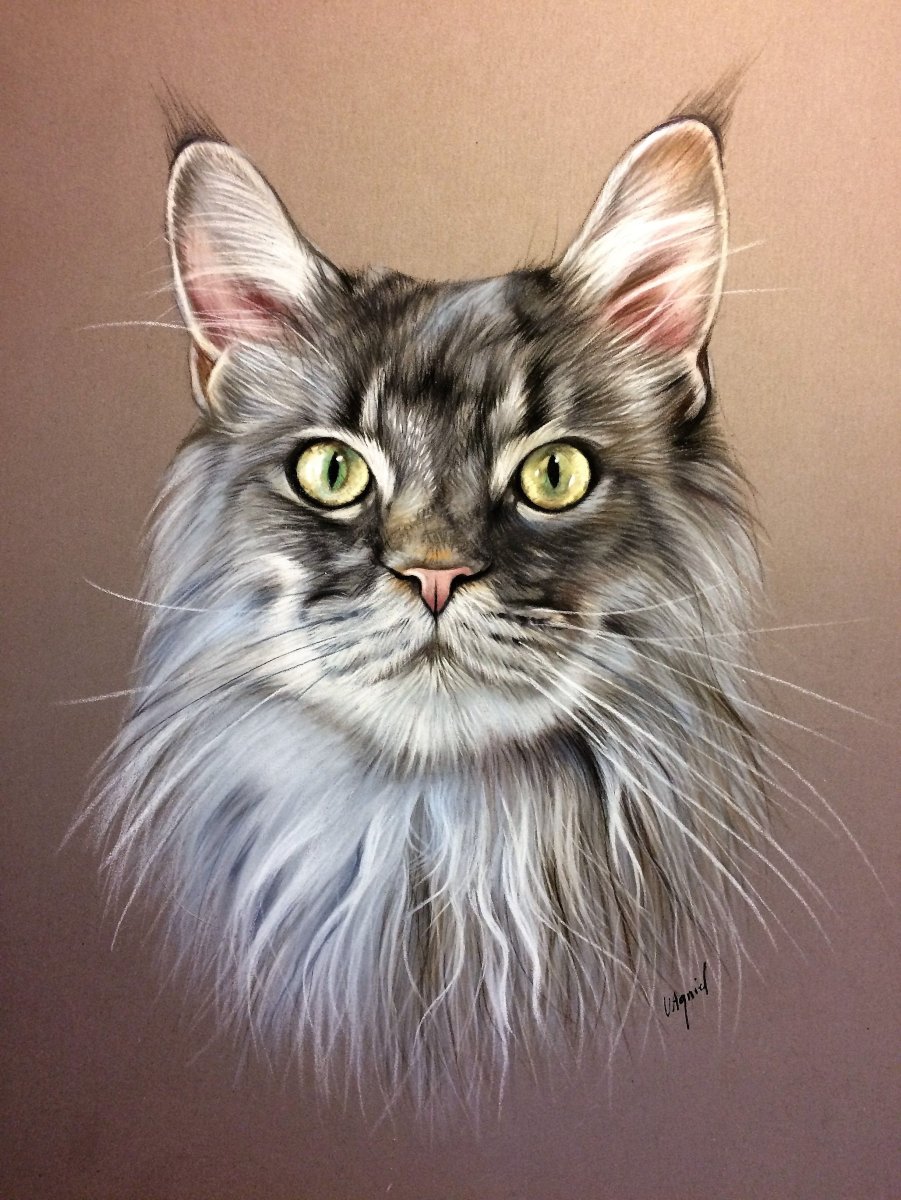 Мейн кун портрет