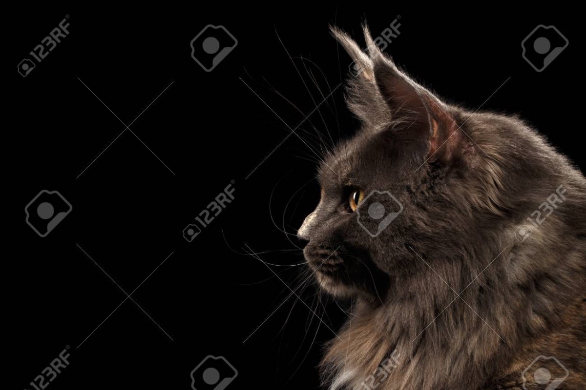 Стандарты морды Мейн куна