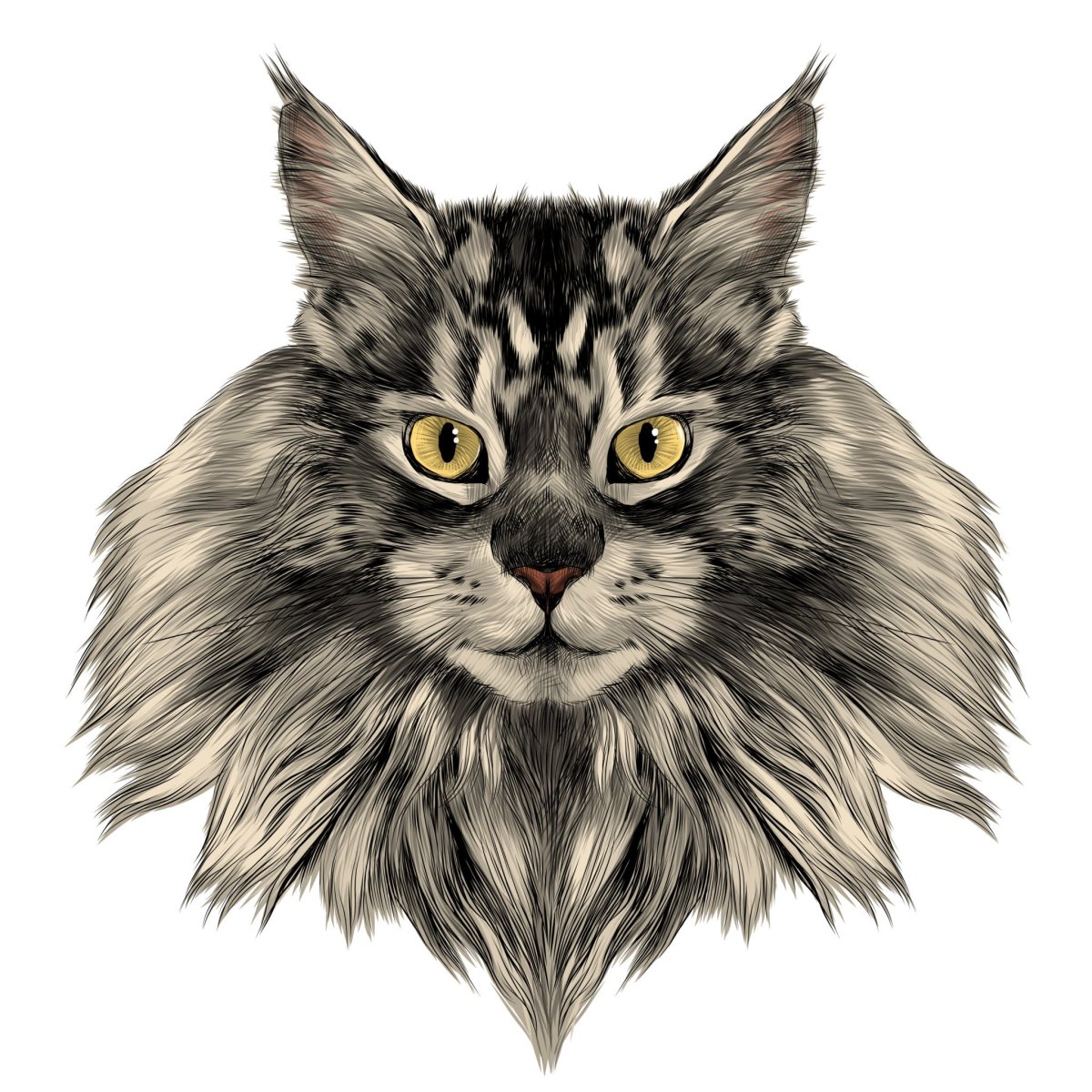 Кот Мейн кун вектор