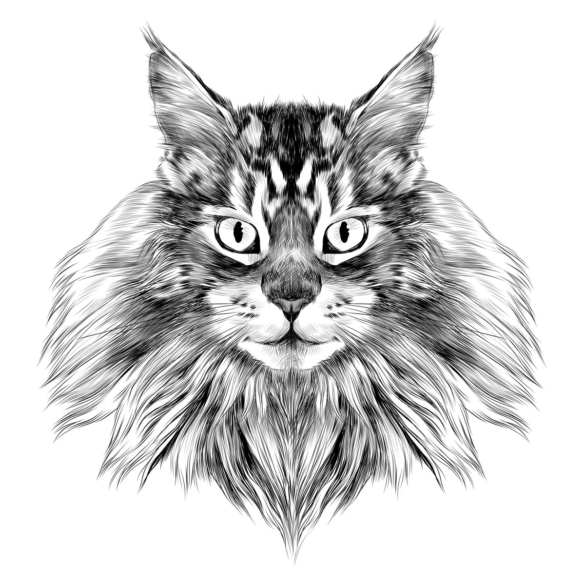 Мейн кун эскиз