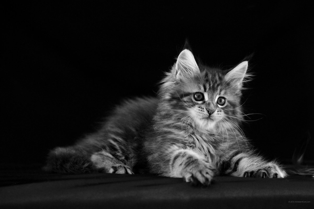 Кошка Мейн кун