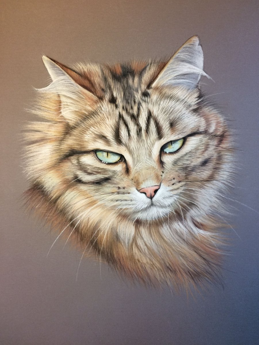 Мейн кун портрет