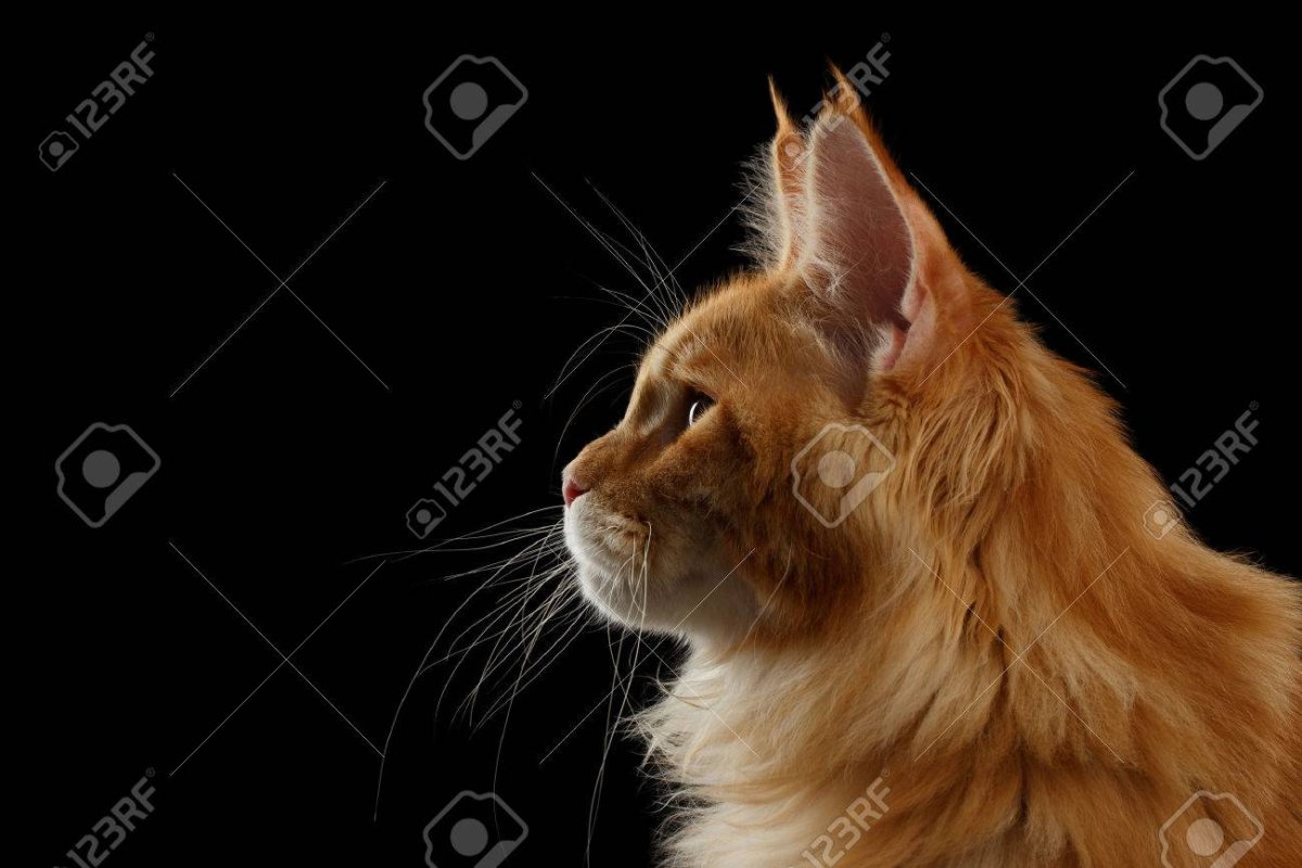 Мейн кун профиль