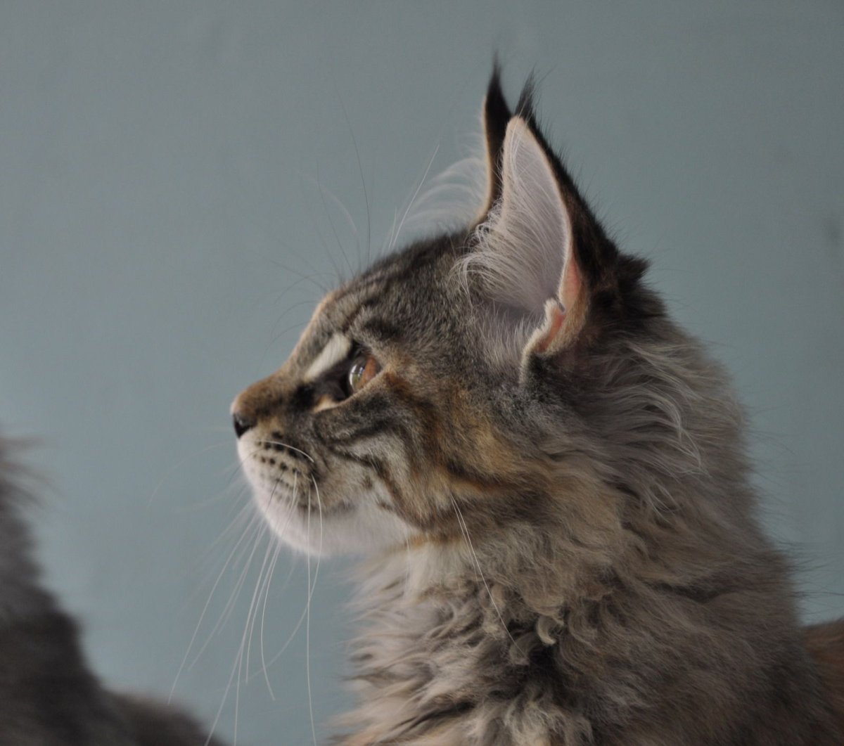 Профиль Мейн куна