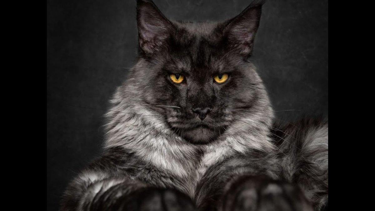 Мэйкун оборотень