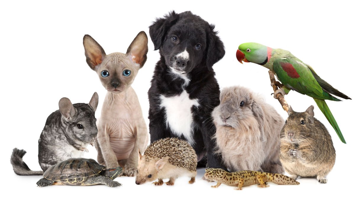 Домашние питомцы для детей