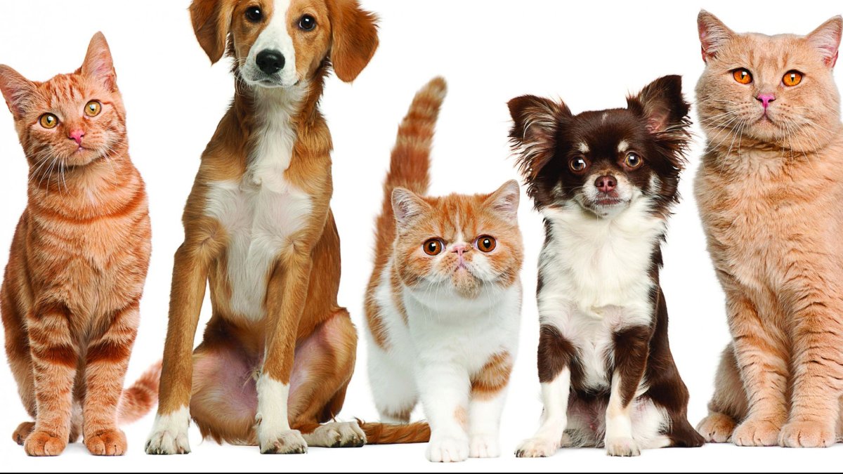 Собачки и кошечки