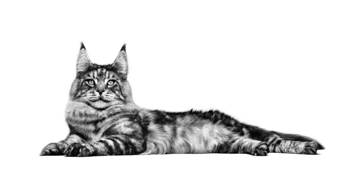 Мейн кун на прозрачном фоне