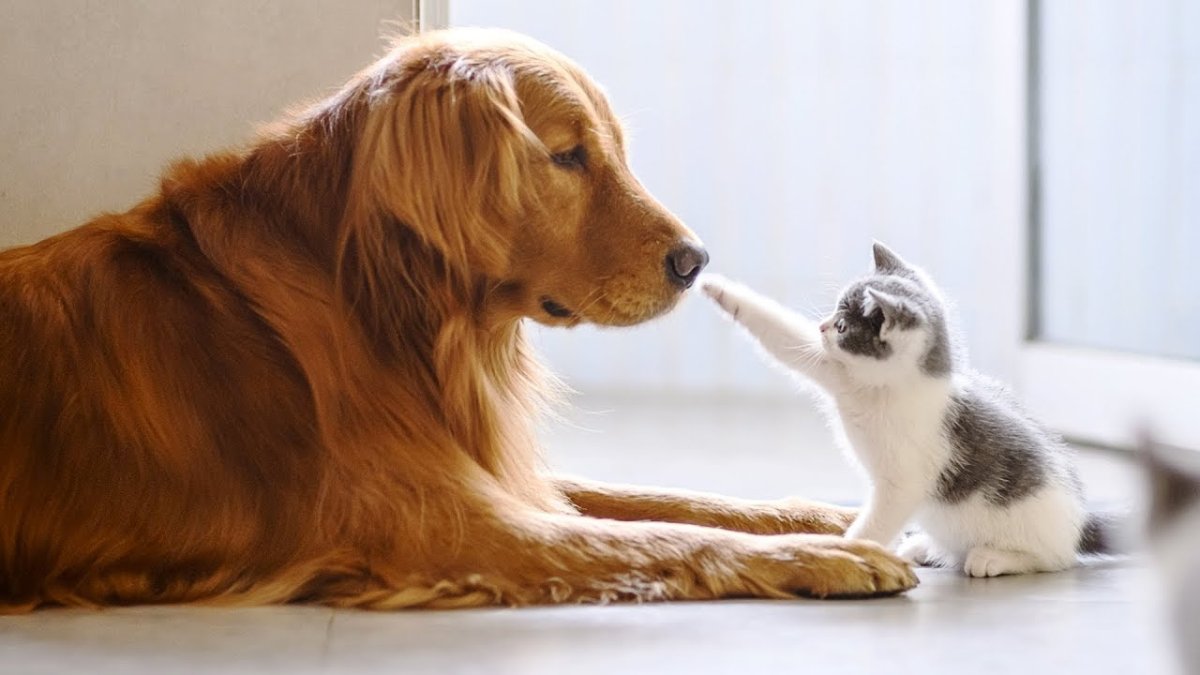 Кошки и собаки