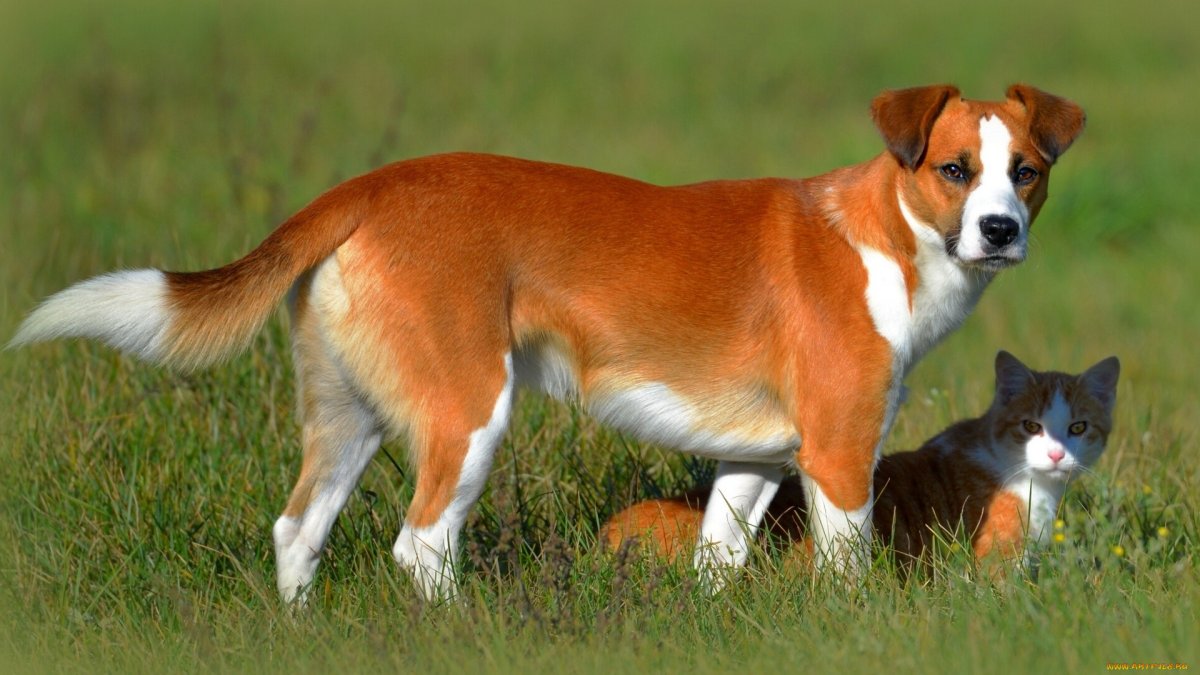 Бело рыжая собака