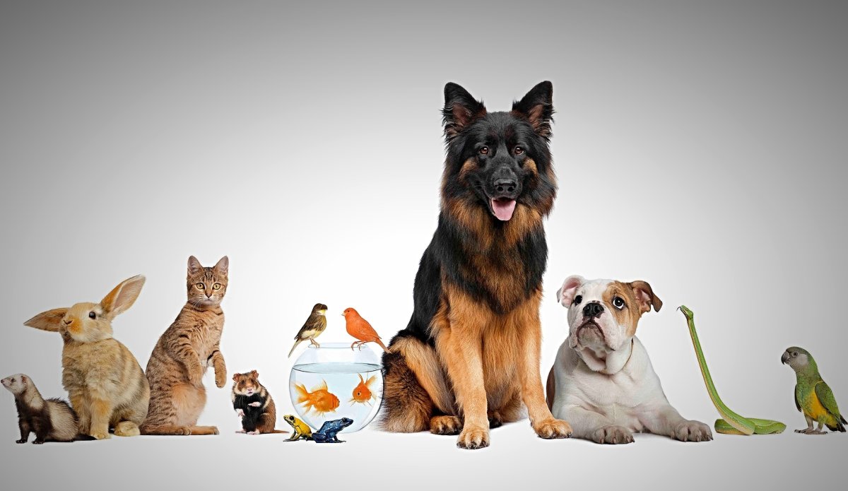 Зоотовары баннер