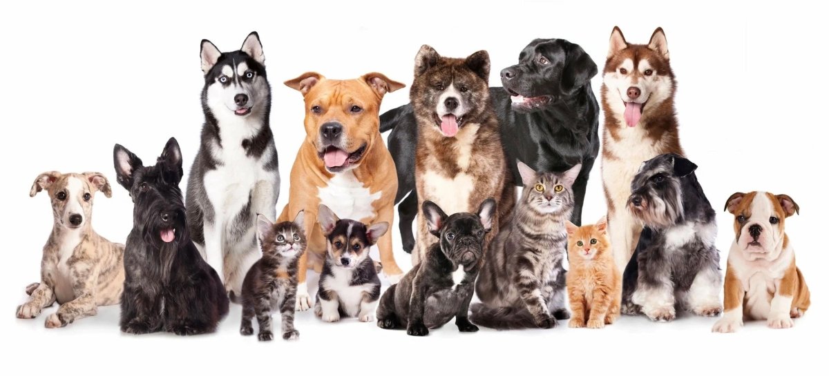 Разные породы кошек и собак