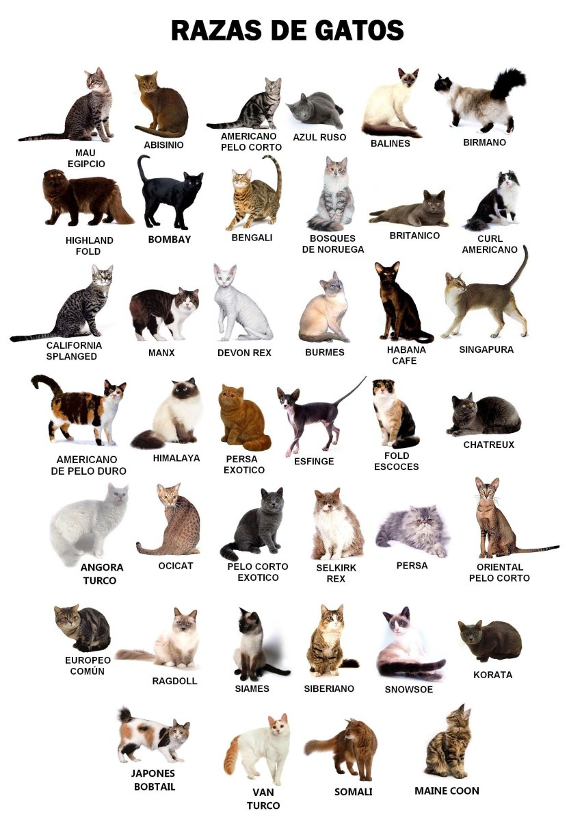 Список пород кошек