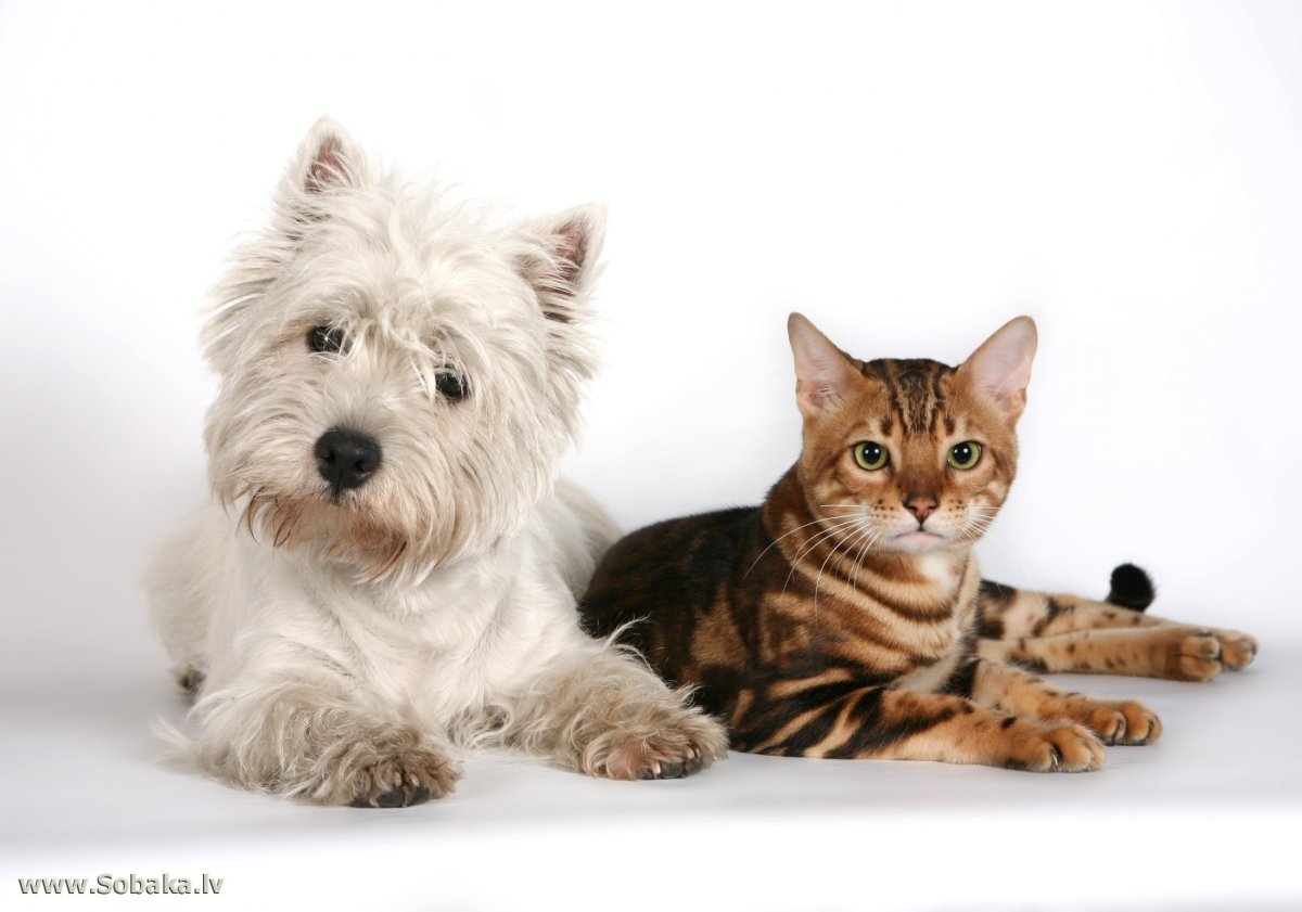 Породы кошек и собак
