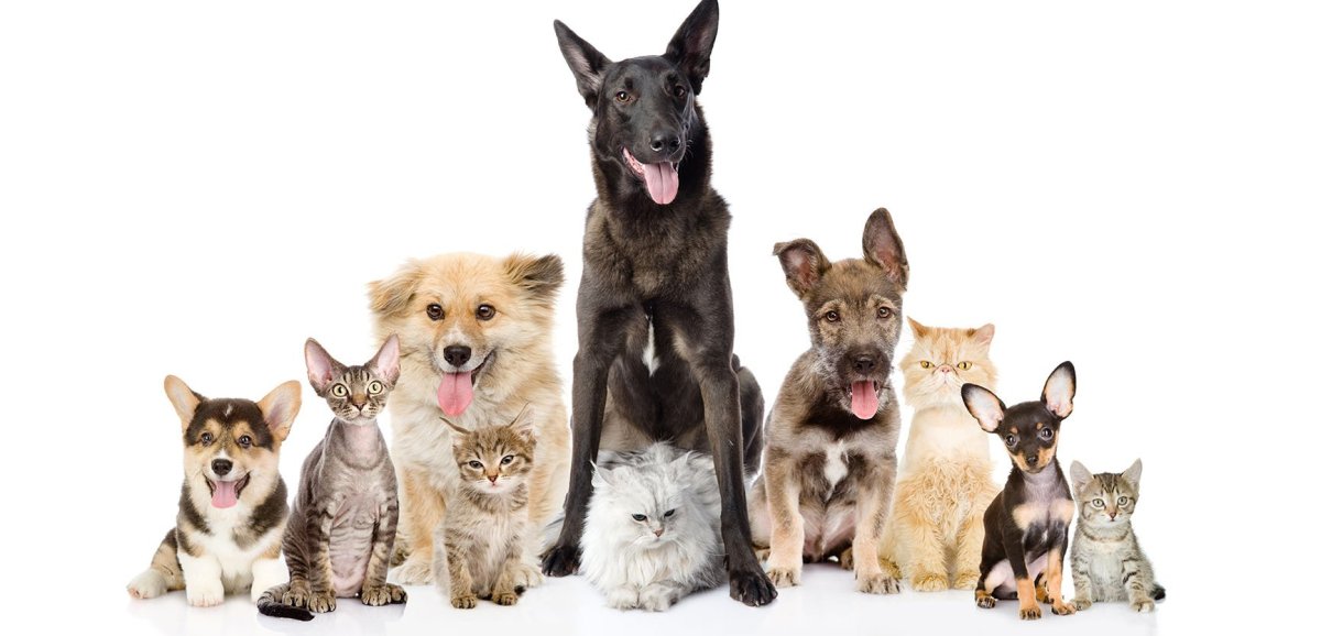 Много собак на белом фоне