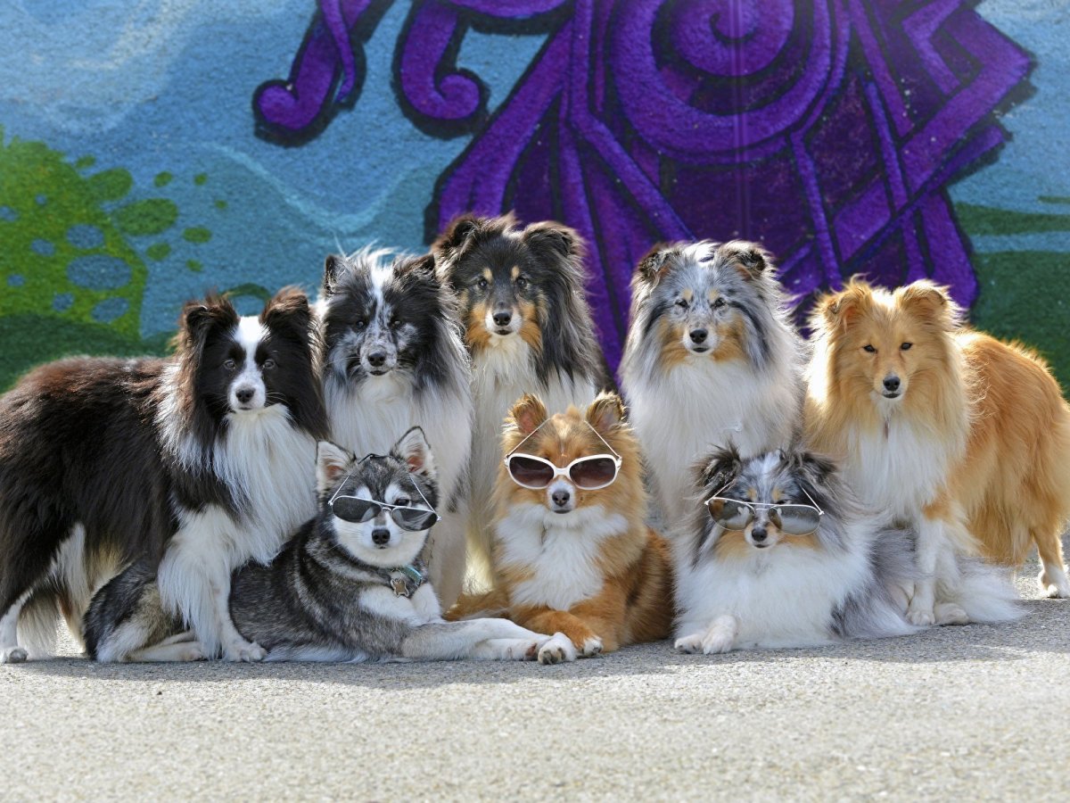 Разные собаки