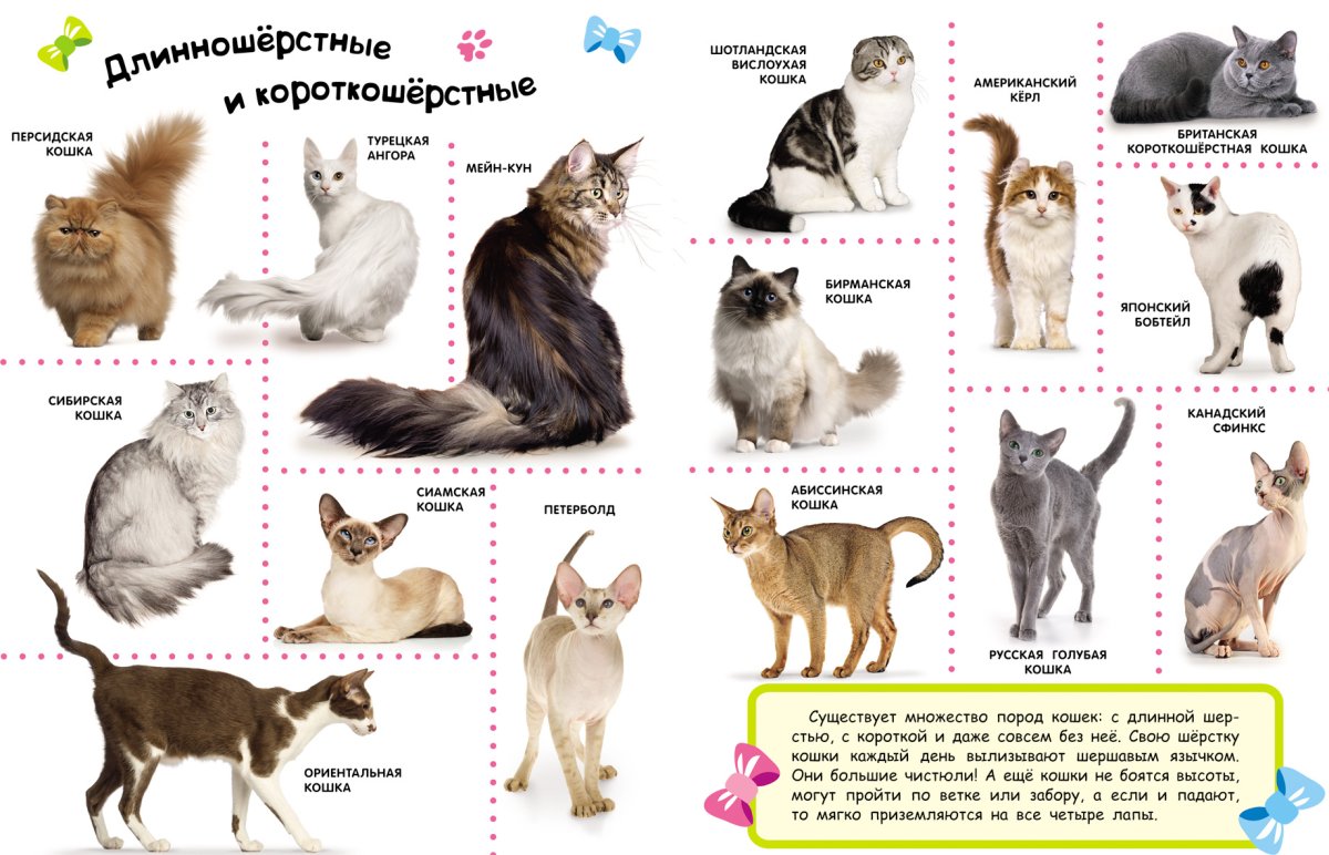 Породы кошек плакат
