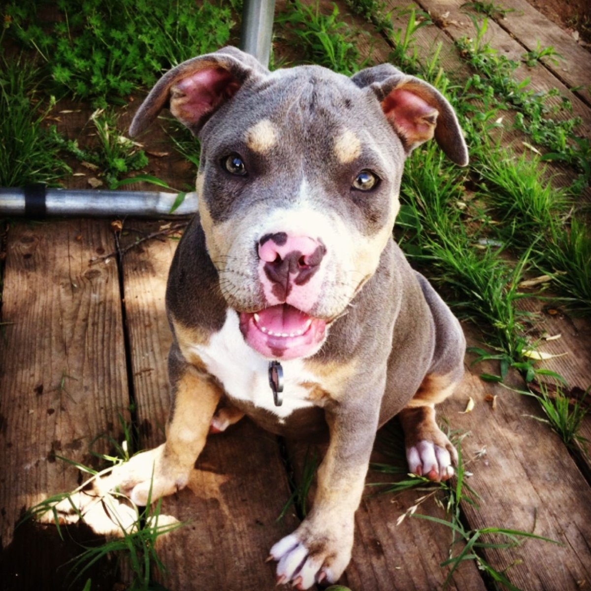 Питбуль и бультерьер смесь