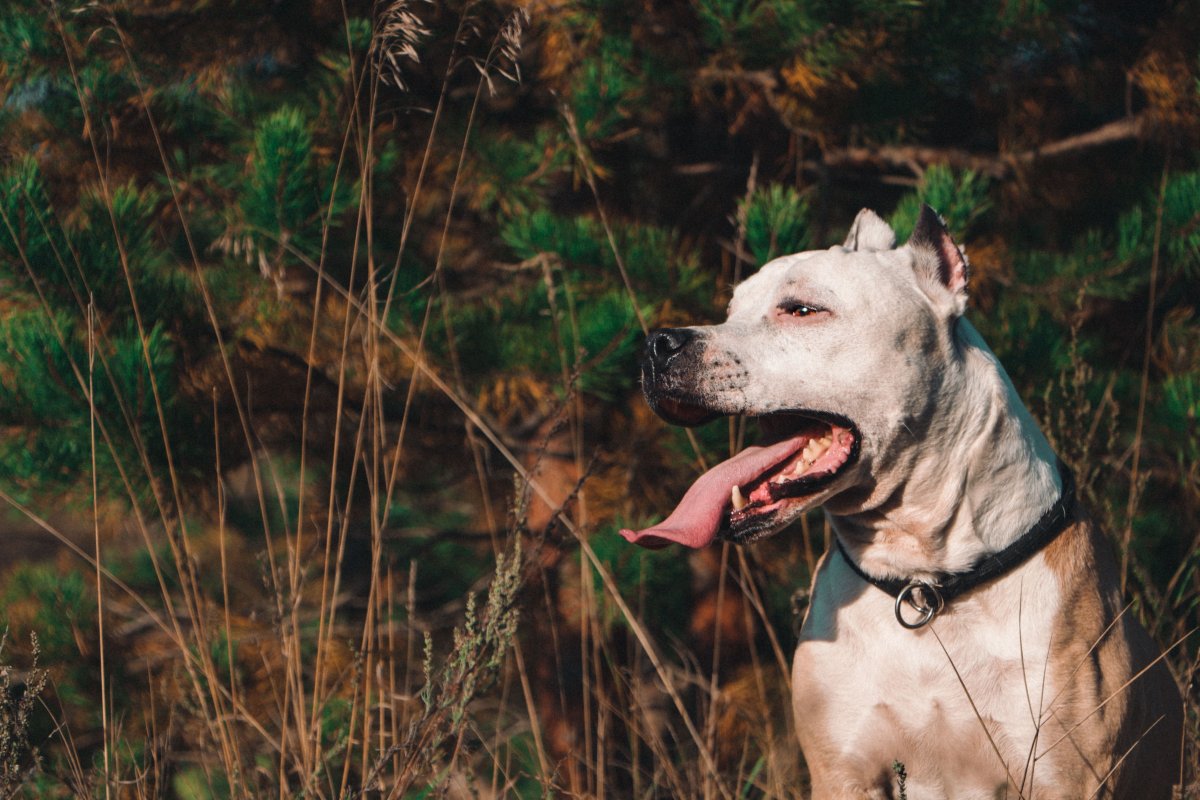 Стаффорд осенью