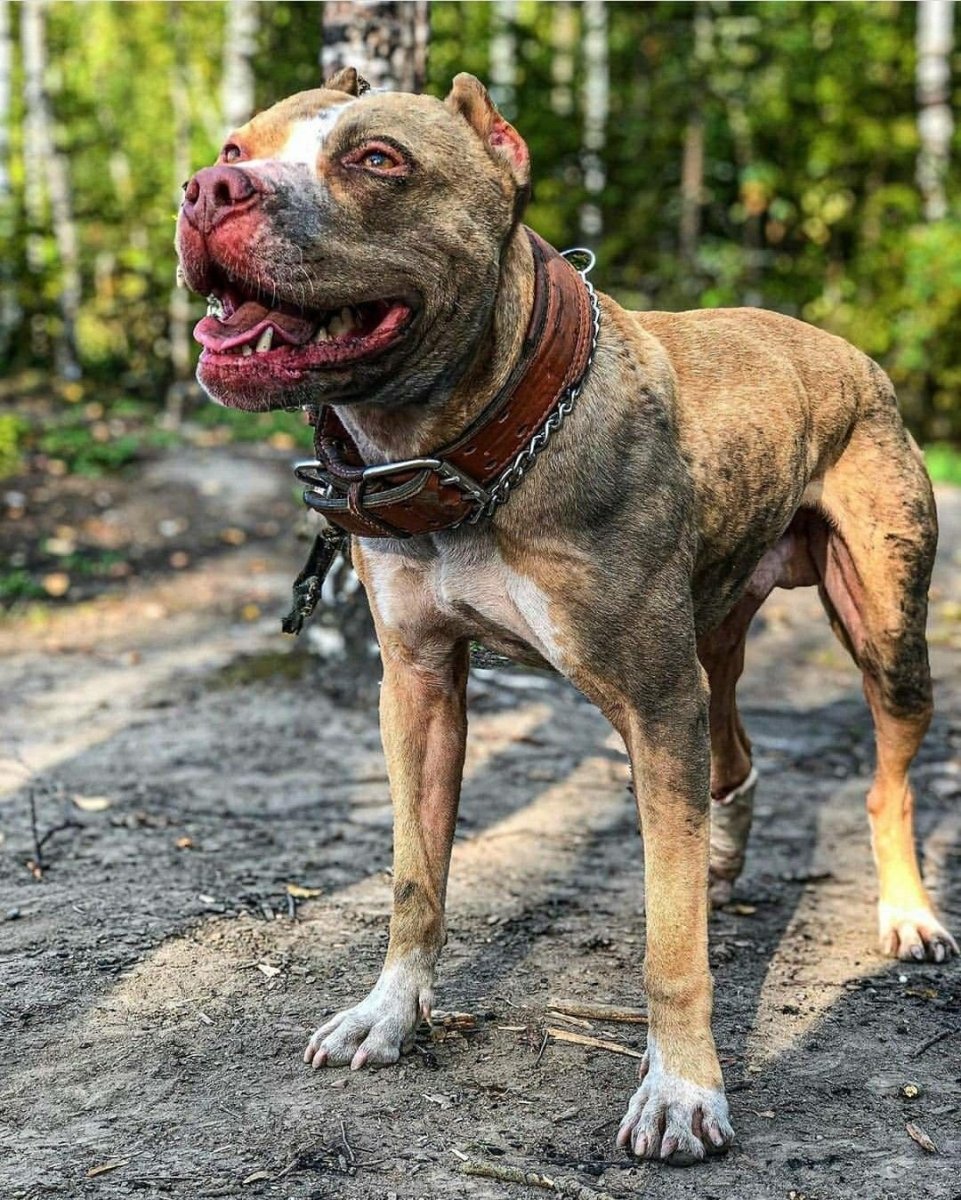 Американский питбуль тигровый