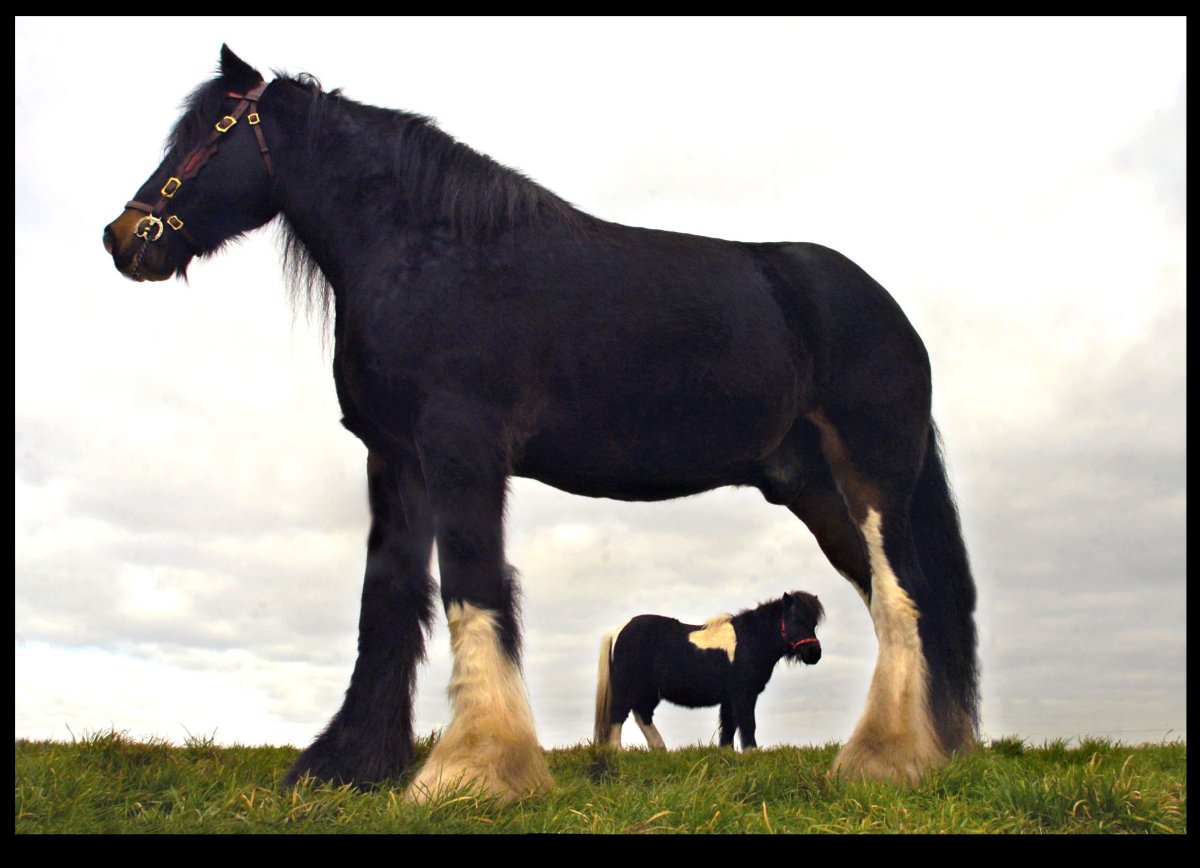 Тяжеловоз Шайр черный