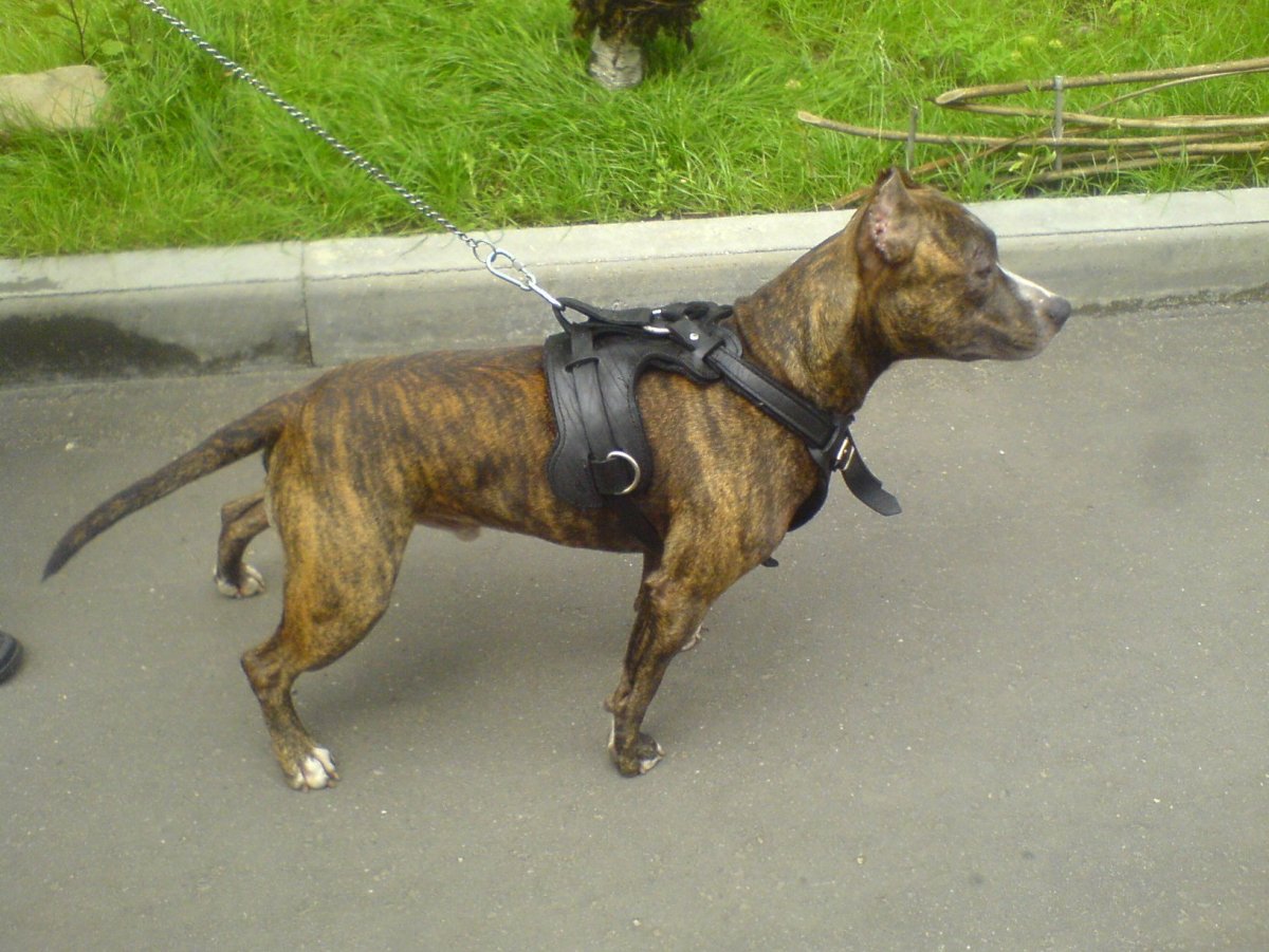 Стаффордширский терьер тигровый окрас