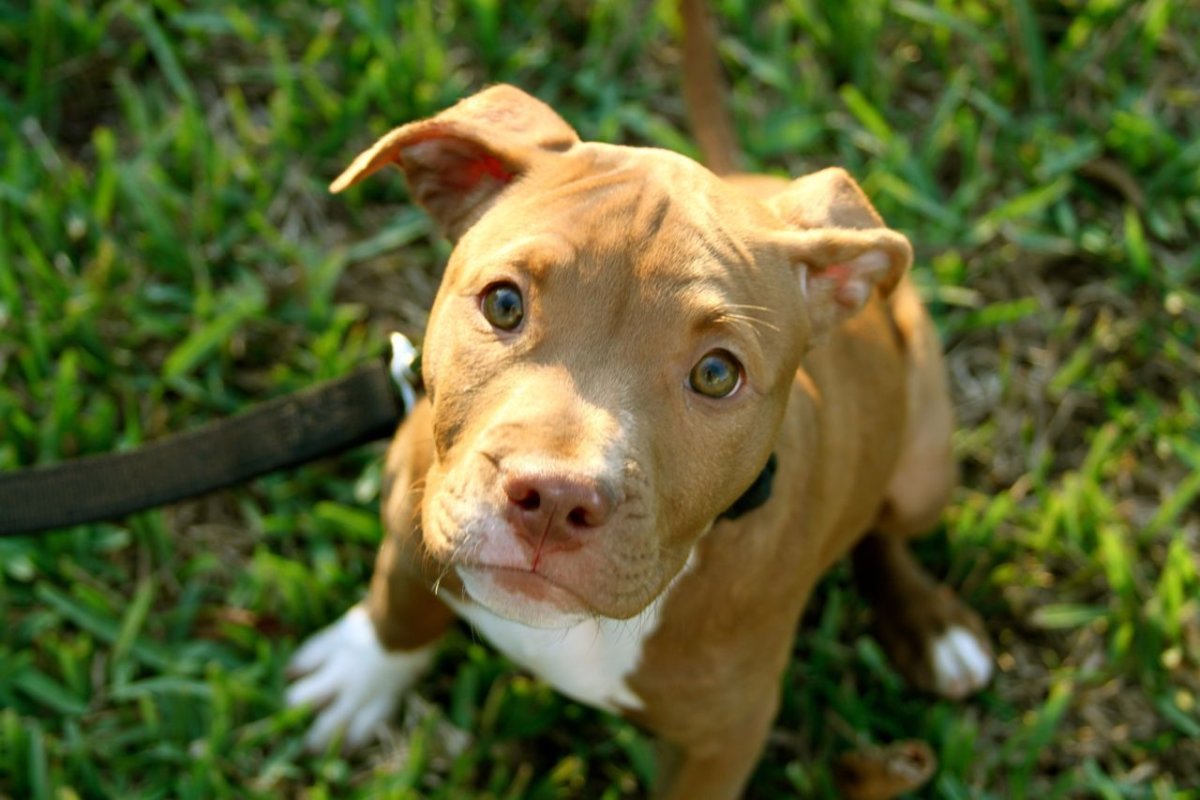 Питбультерьер редноуз