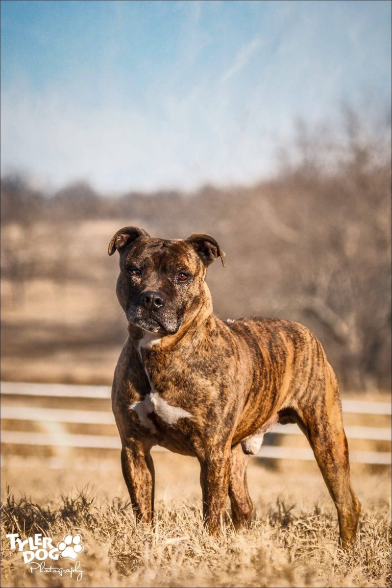 Американский питбультерьер тигровый окрас
