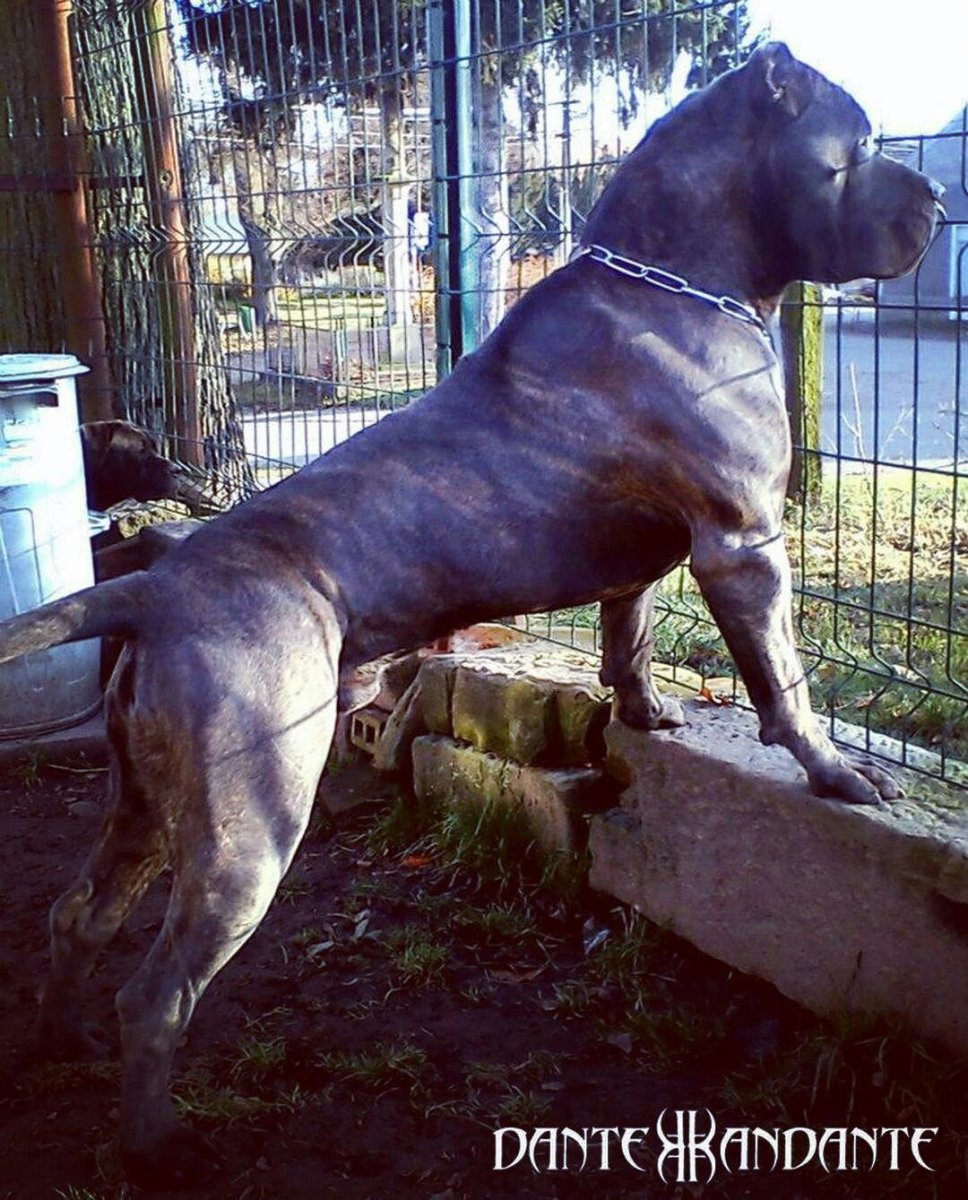 Питбуль Тайгер