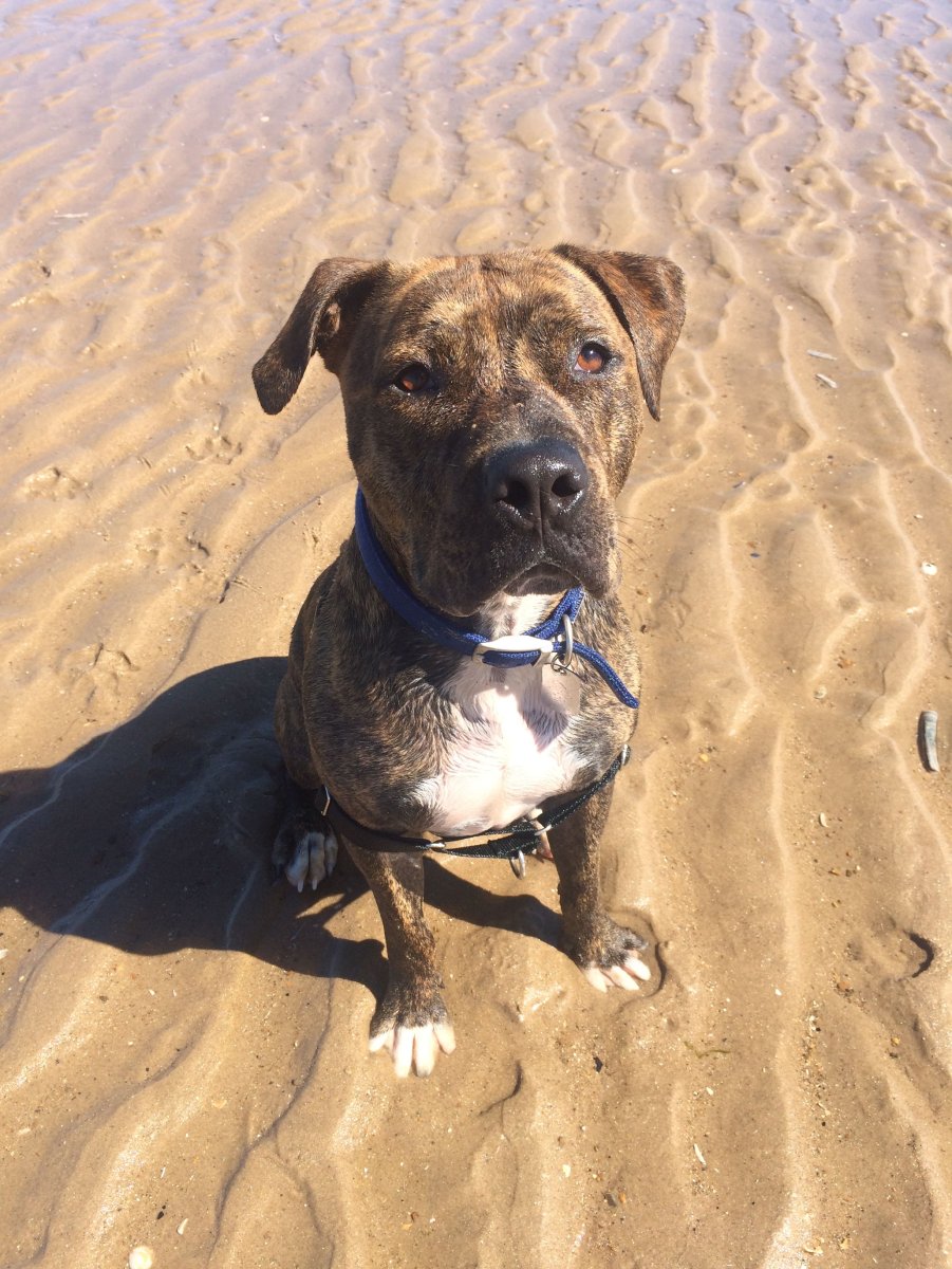 Питбуль тигровый