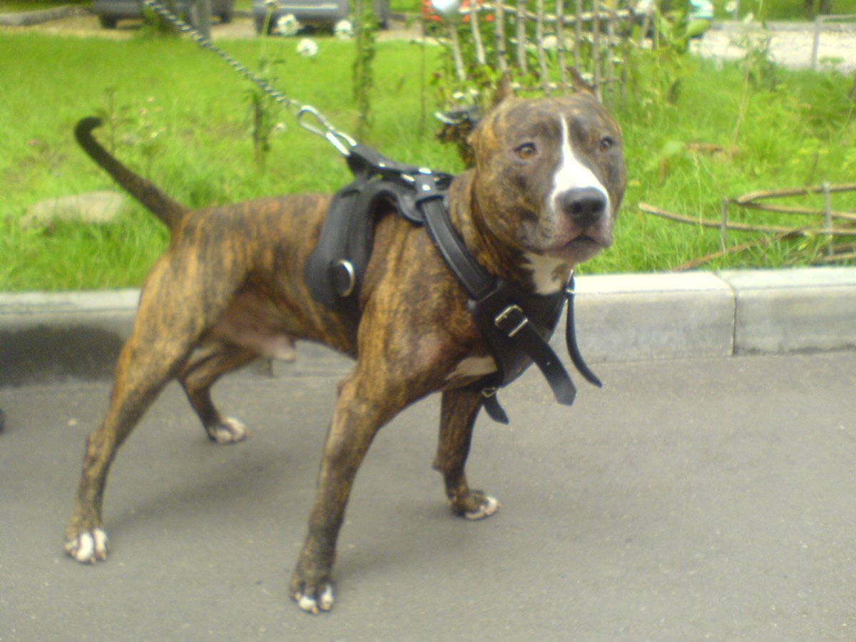 Стаффорд Олений окрас