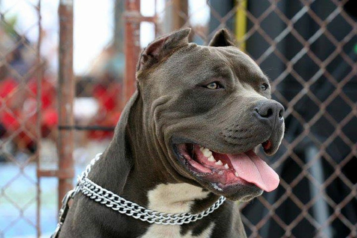 Американский стаффордширский терьер оскал