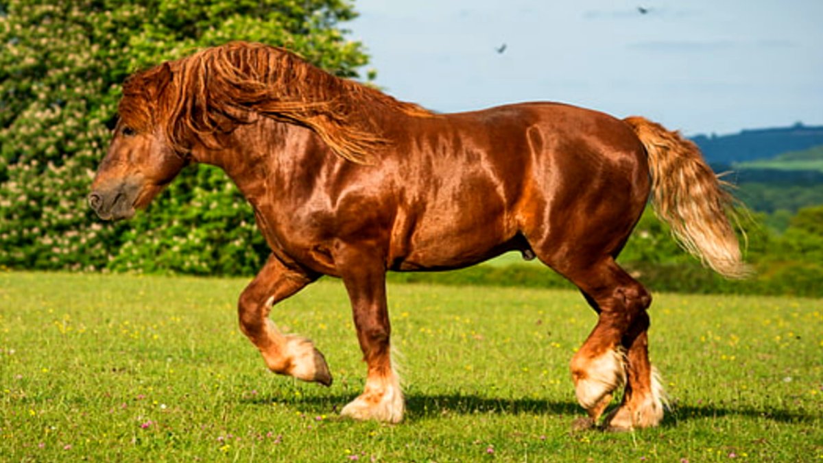 Накаченная лошадь