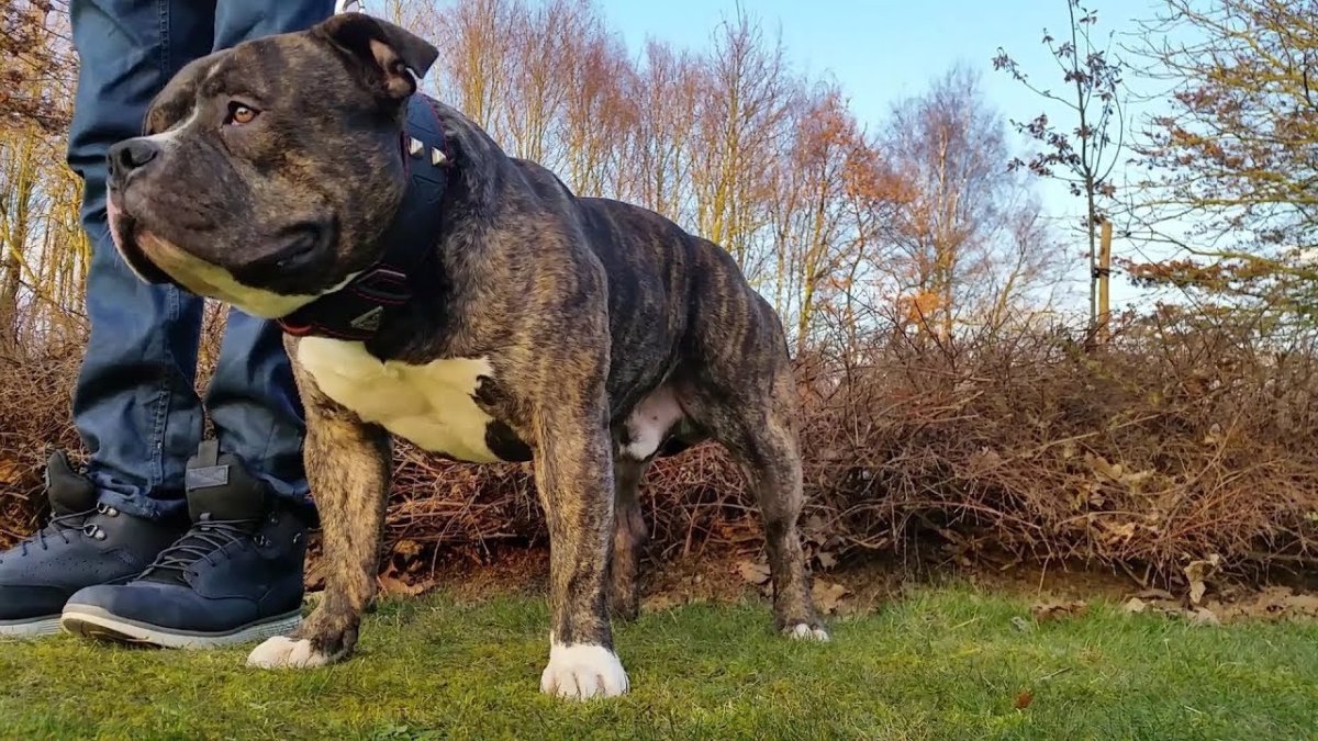 Американский питбультерьер тигровый