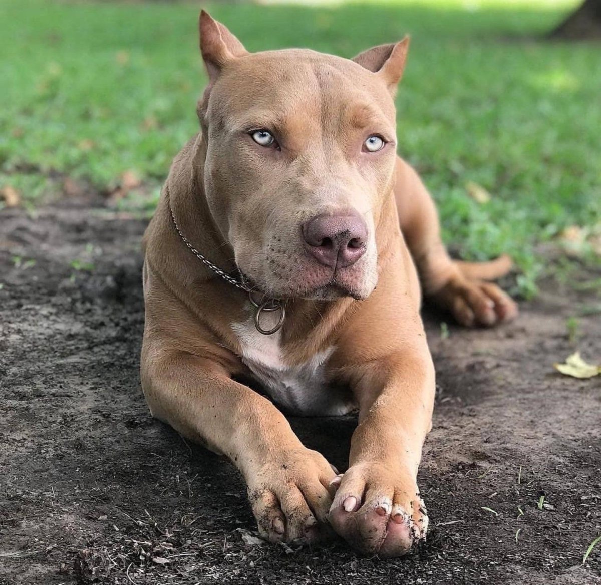 Питбуль метис